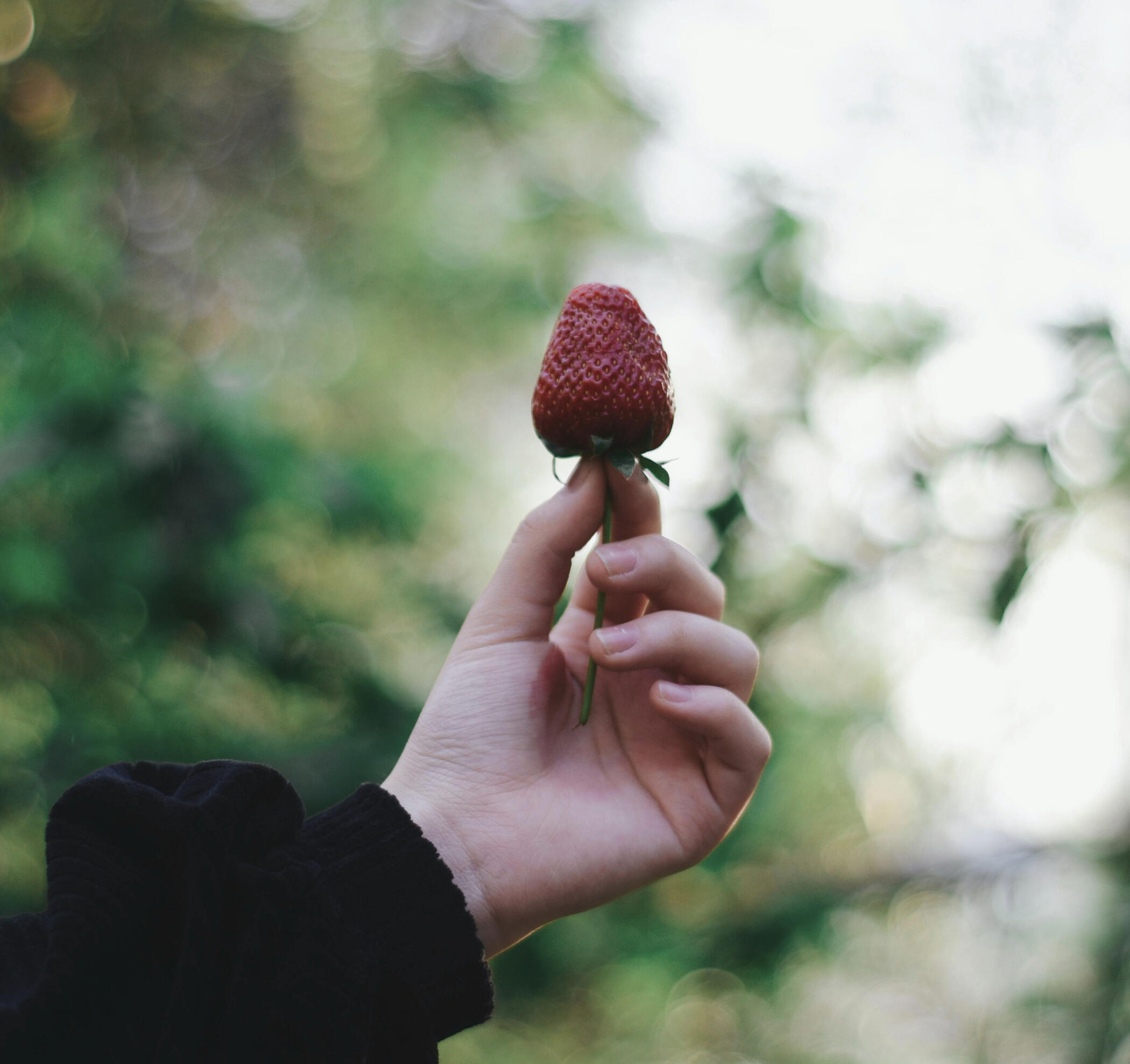 Photo by Gül Işık: https://www.pexels.com/photo/selective-focus-photography-of-strawberry-fruit-2279361/